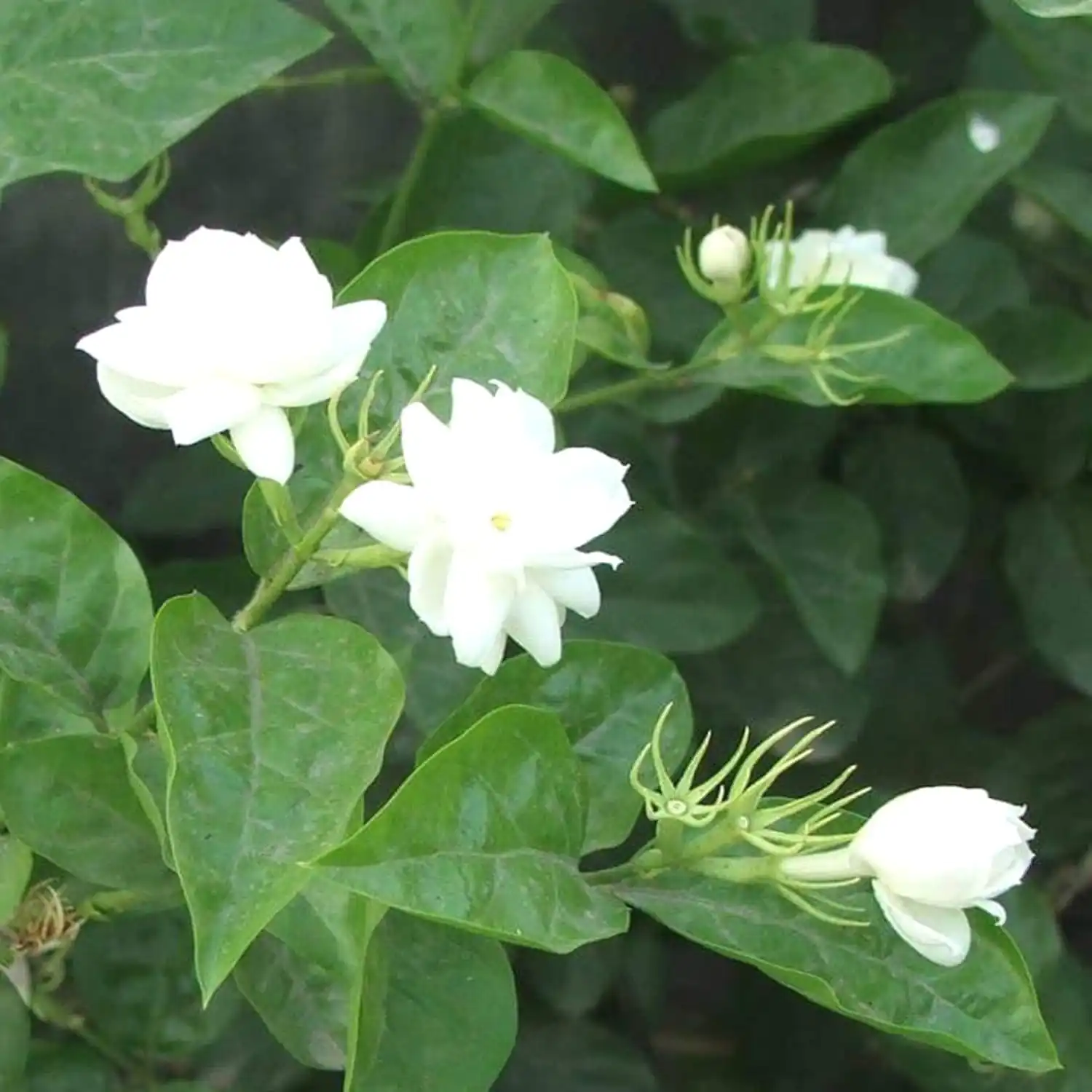 Mogra Baramasi Plant